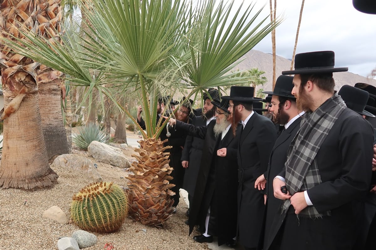 האדמו"ר מסאטמר ע"י עצי דקל בפאלם ספרינגס