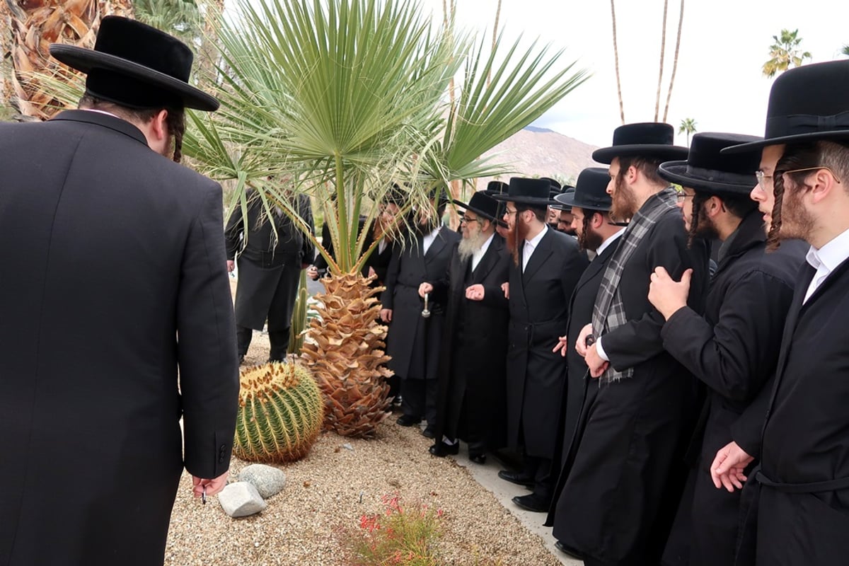 האדמו"ר מסאטמר ע"י עצי דקל בפאלם ספרינגס