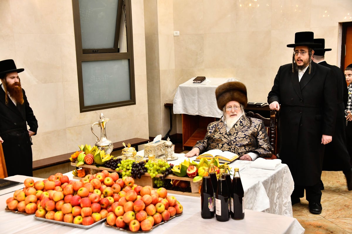 ט"ו בשבט בחצה"ק ספינקא