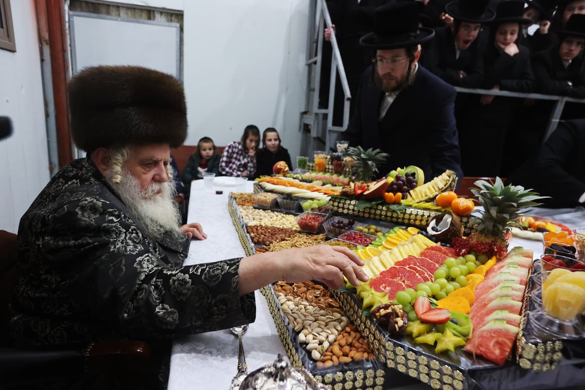 ט"ו בשבט בחצה"ק קאסוב ויז'ניץ