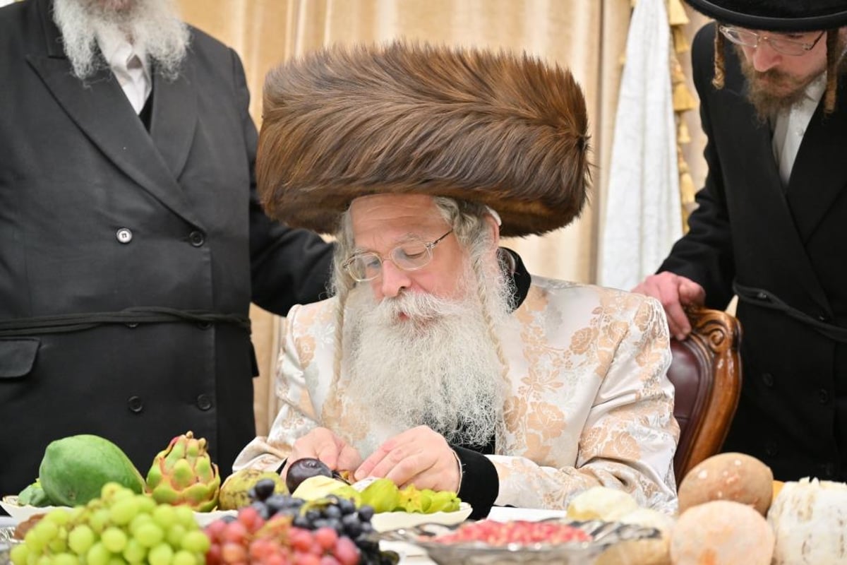 טיש ט"ו בשבט, ומעמד פדיון 'פטר חמור' בנדבורנה ירושלים 