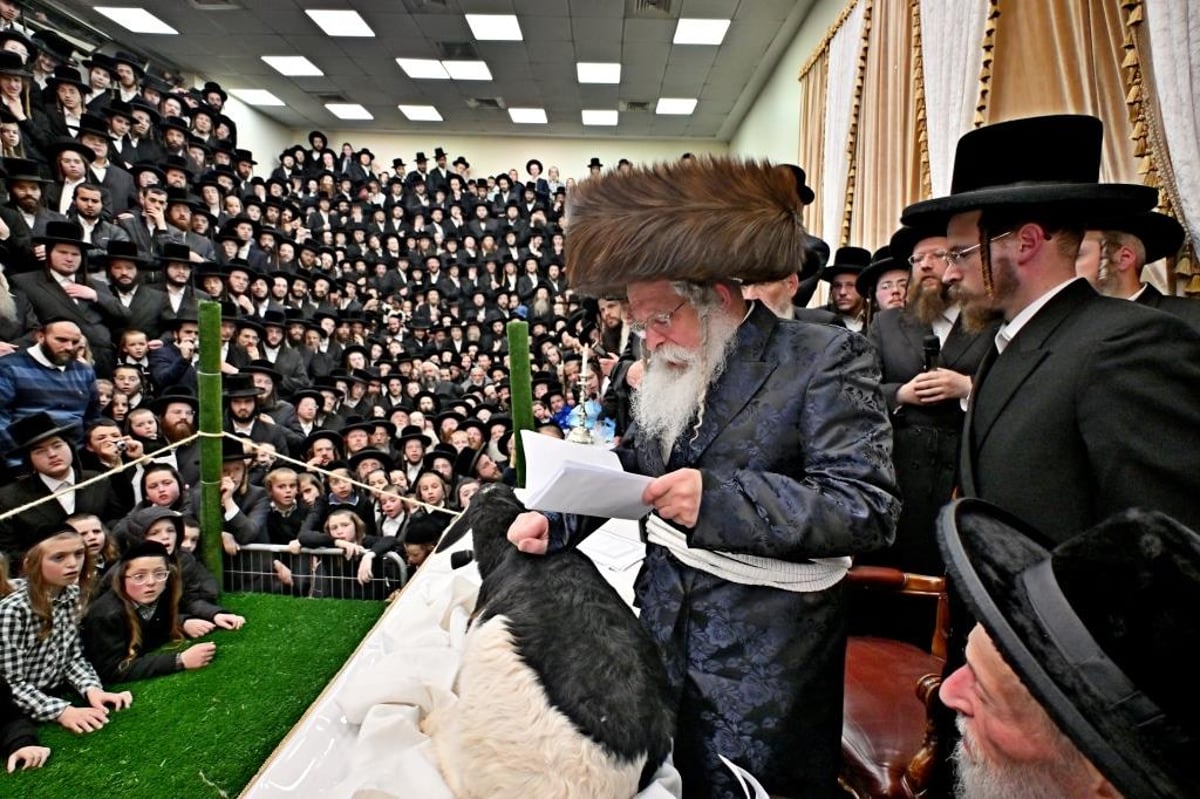 טיש ט"ו בשבט, ומעמד פדיון 'פטר חמור' בנדבורנה ירושלים 