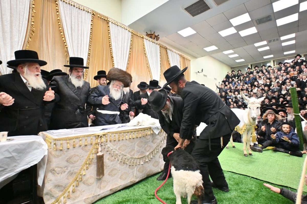 טיש ט"ו בשבט, ומעמד פדיון 'פטר חמור' בנדבורנה ירושלים 