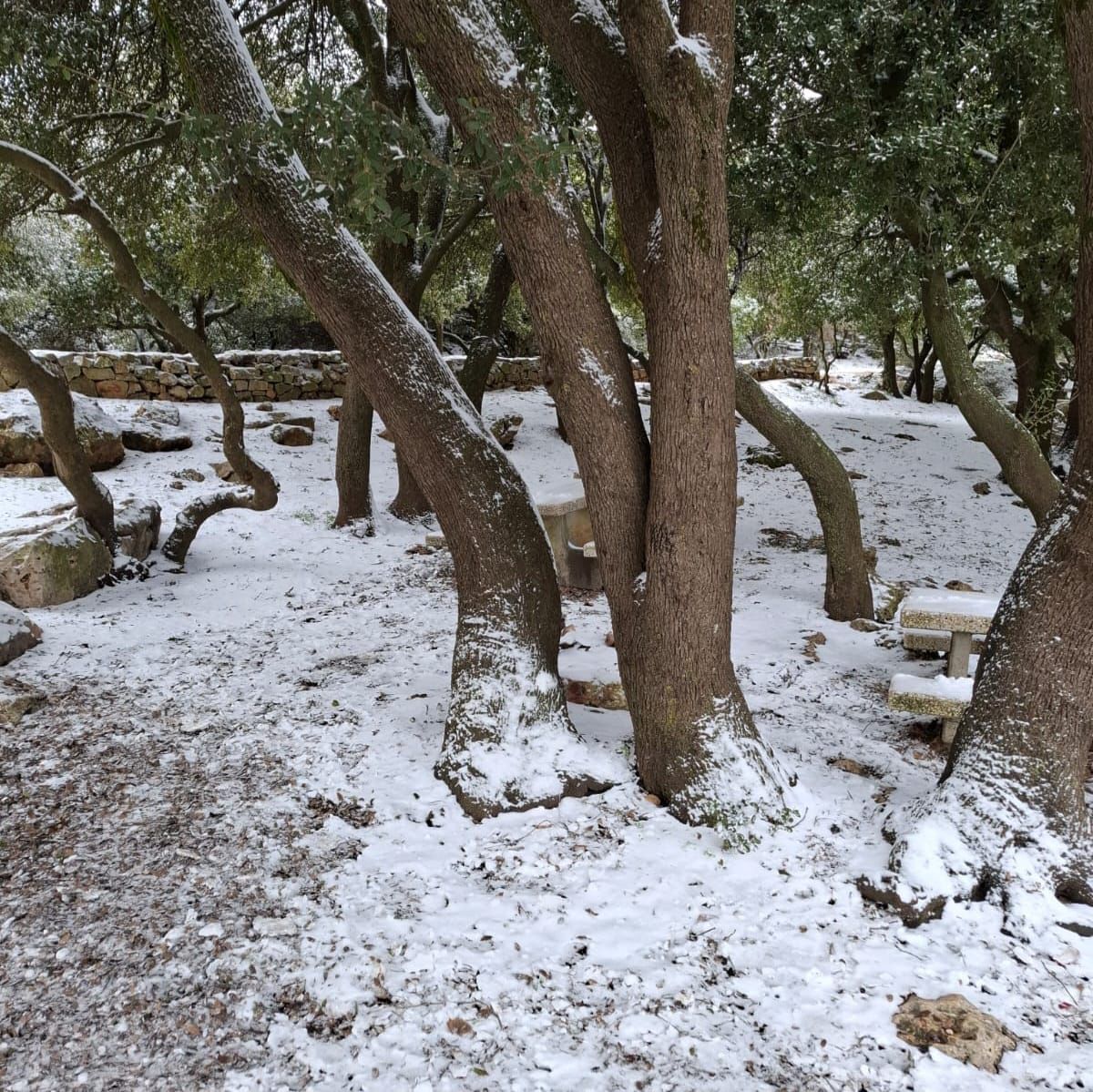 שלג בהר מירון, הבוקר 