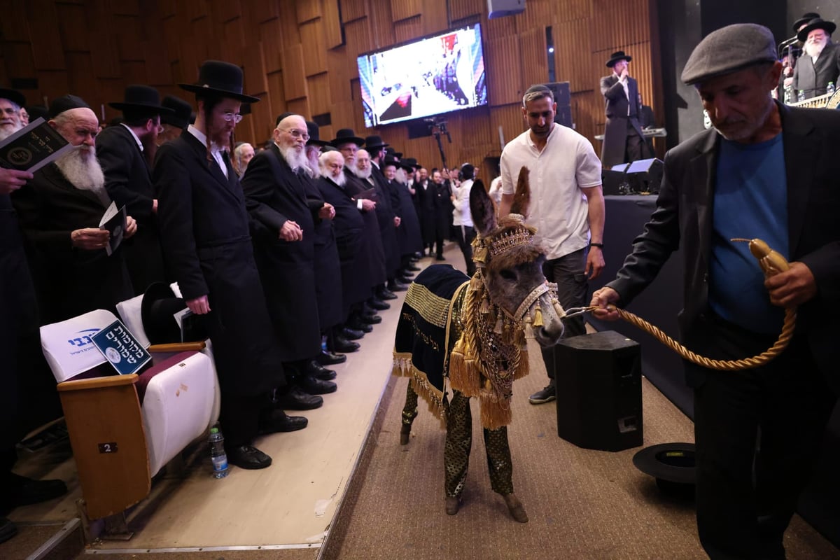 הרה"צ רבי נחמיה אלתר בפדיון פטר חמור 