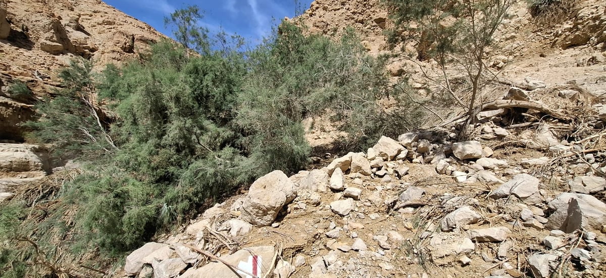 יעלים ושבילים שנהרסו מהסחף בנחל ערוגות