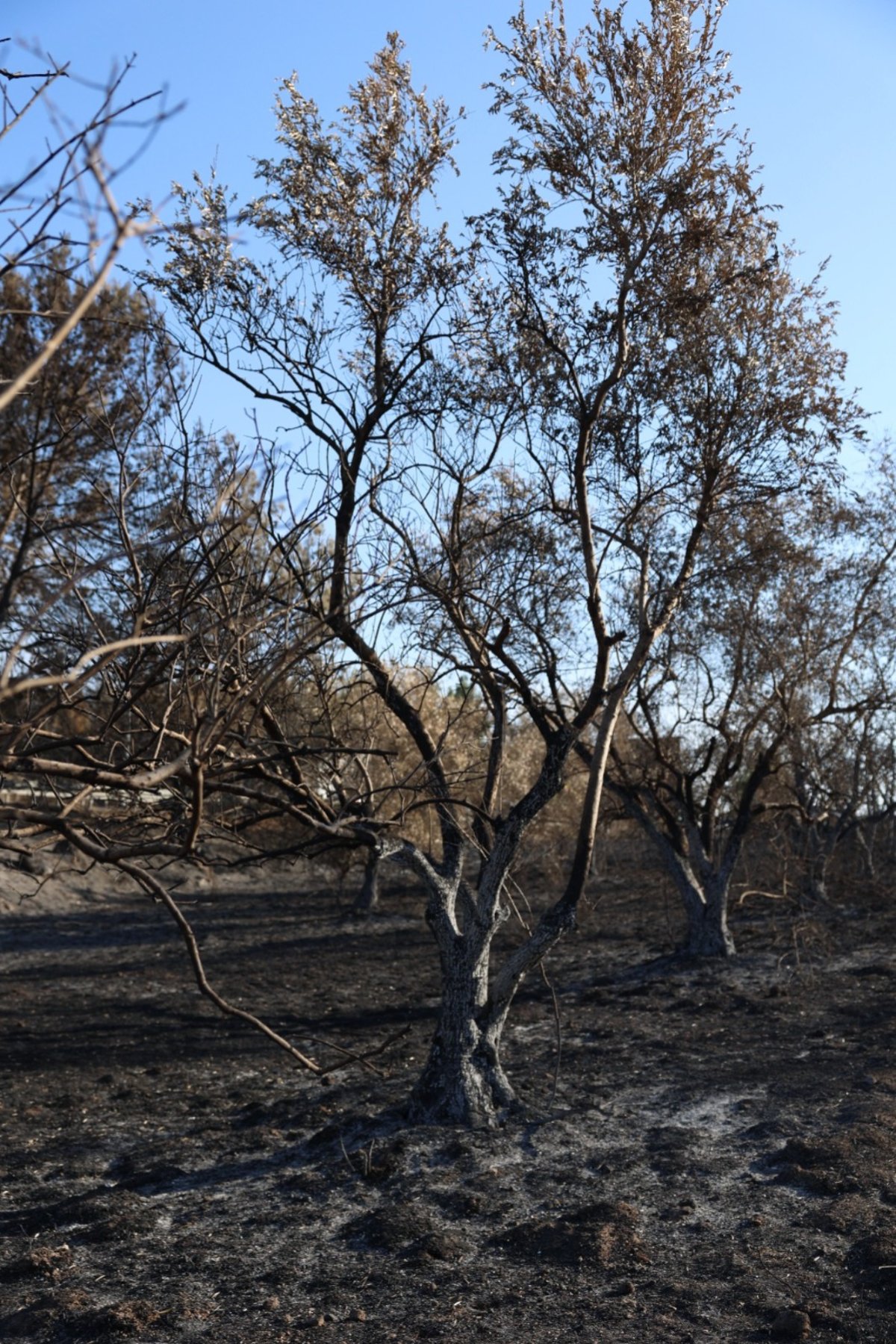 מראות ההרס מהשריפה באיזור ירושלים