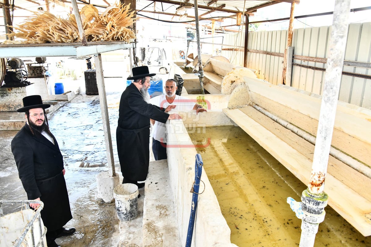 האדמו"ר משבט הלוי בסיור במפעל עיבוד עורות לתשמישי קדושה