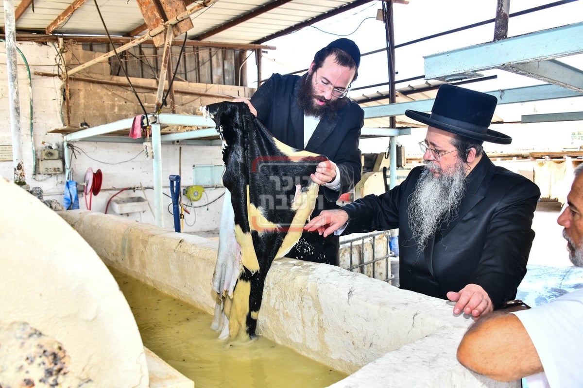 האדמו"ר משבט הלוי בסיור במפעל עיבוד עורות לתשמישי קדושה