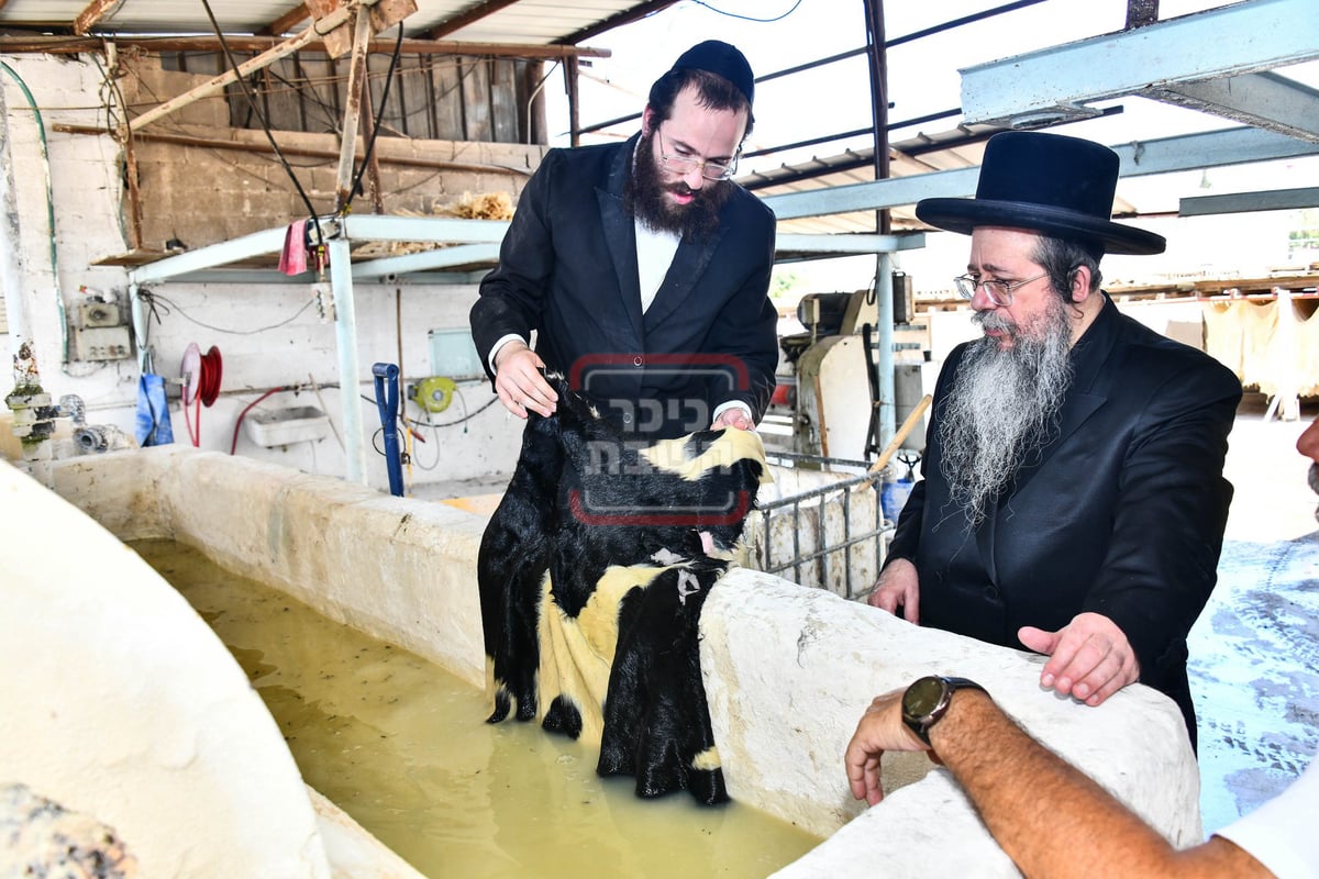 האדמו"ר משבט הלוי בסיור במפעל עיבוד עורות לתשמישי קדושה