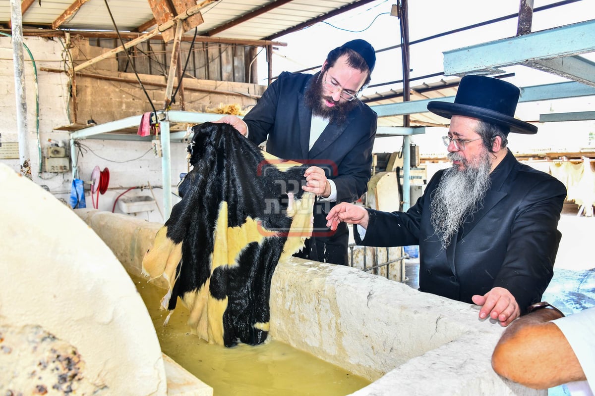 האדמו"ר משבט הלוי בסיור במפעל עיבוד עורות לתשמישי קדושה