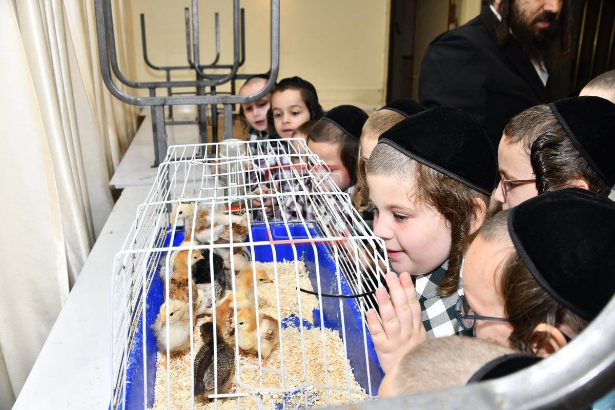 מיצג מצוות 'שילוח הקן' בתלמוד תורה באבוב 