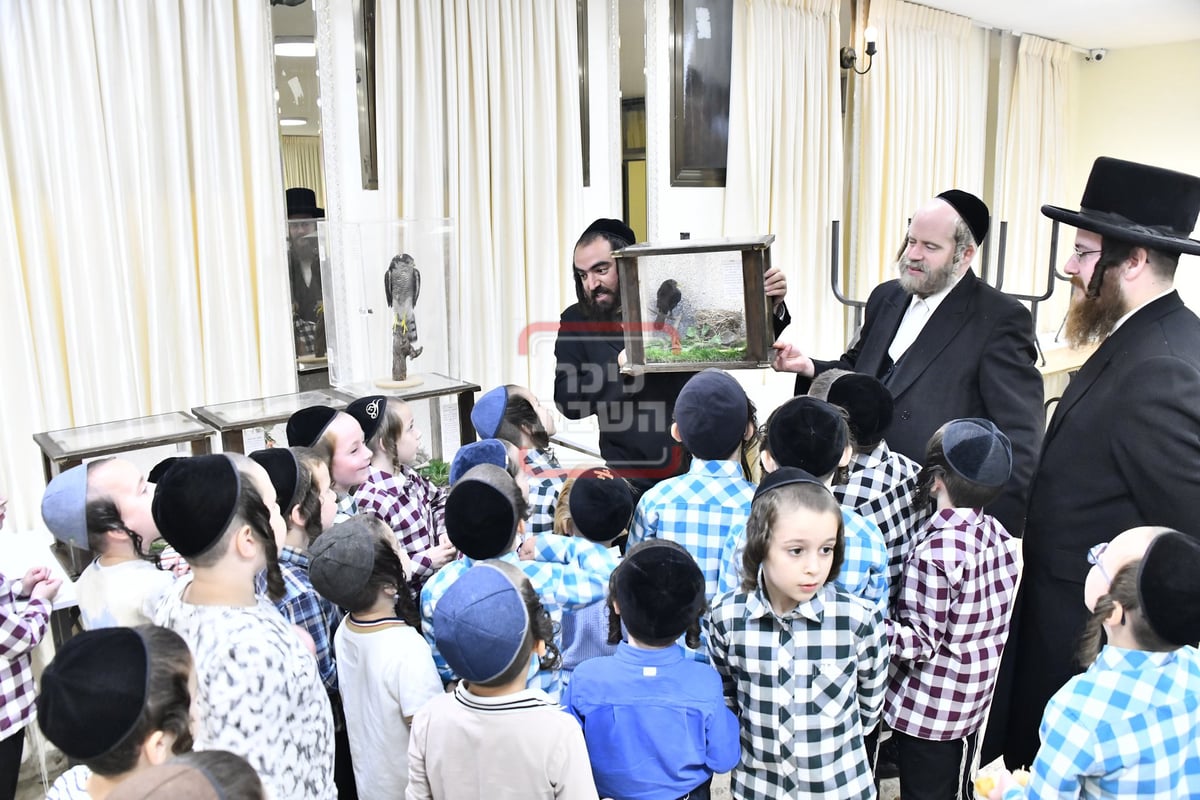 מיצג מצוות 'שילוח הקן' בתלמוד תורה באבוב 