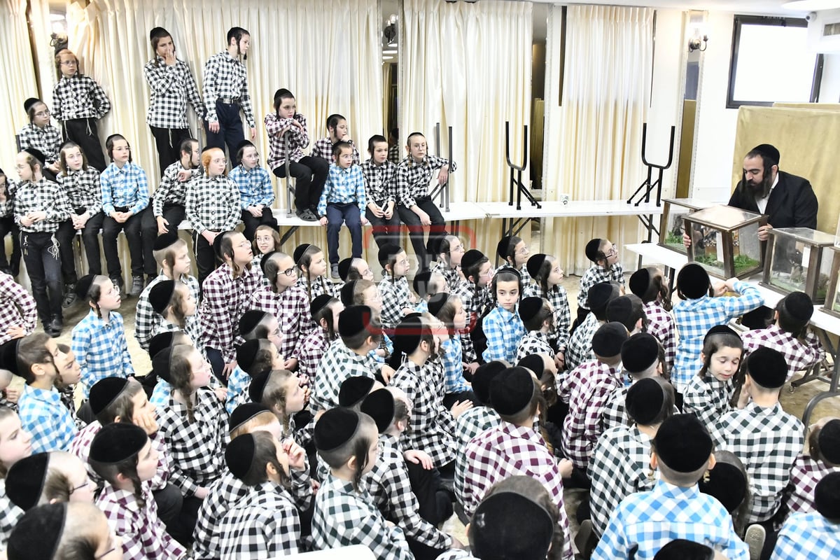 מיצג מצוות 'שילוח הקן' בתלמוד תורה באבוב 