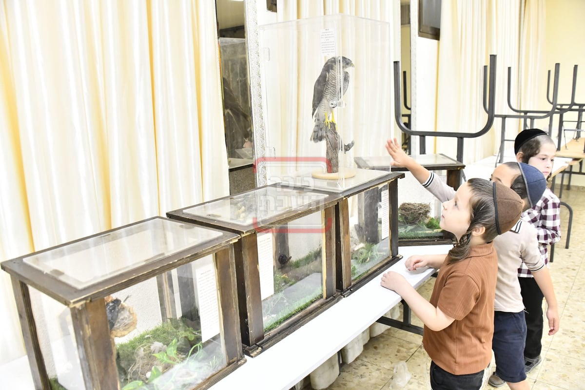 מיצג מצוות 'שילוח הקן' בתלמוד תורה באבוב 