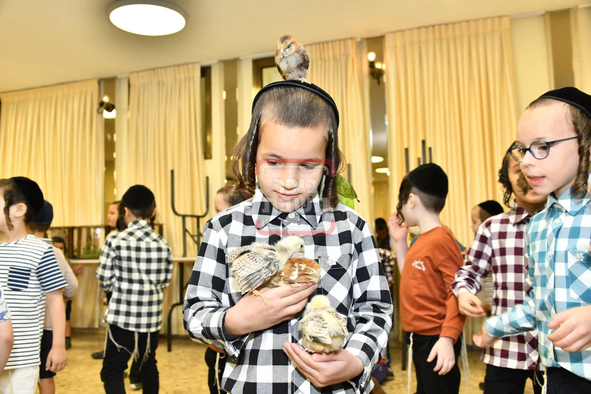 מיצג מצוות 'שילוח הקן' בתלמוד תורה באבוב 