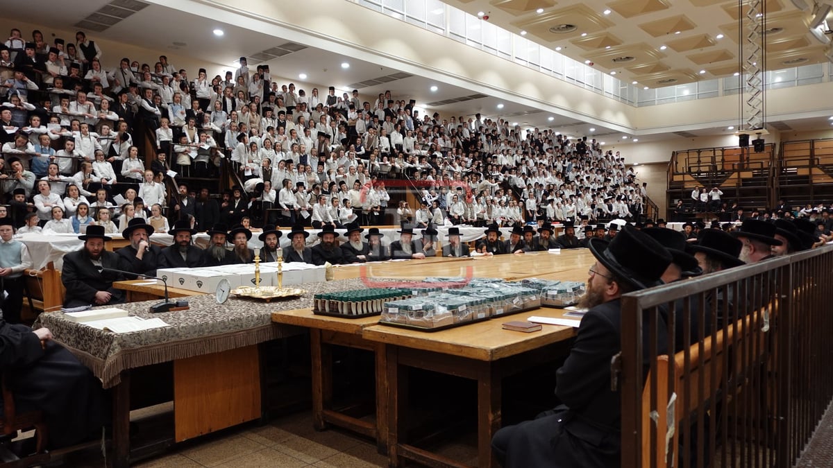 מעמד ה'כוללות קוויטל' לילדי בעלזא 