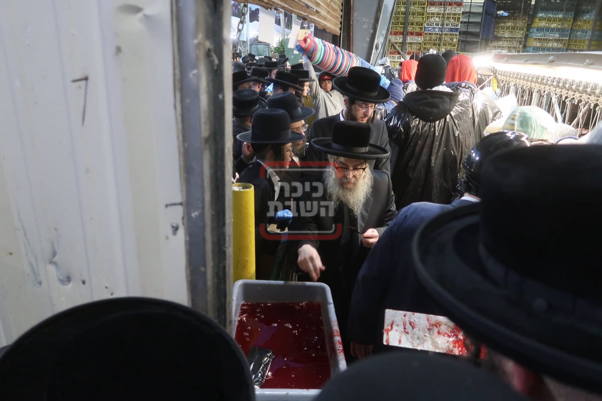 האדמו"ר מסאטמר בבית השחיטה בערב יום כיפור 