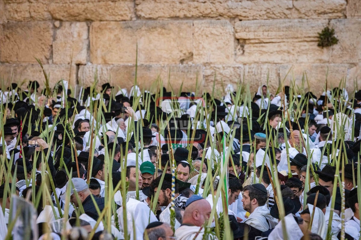 הושענא רבה בכותל המערבי