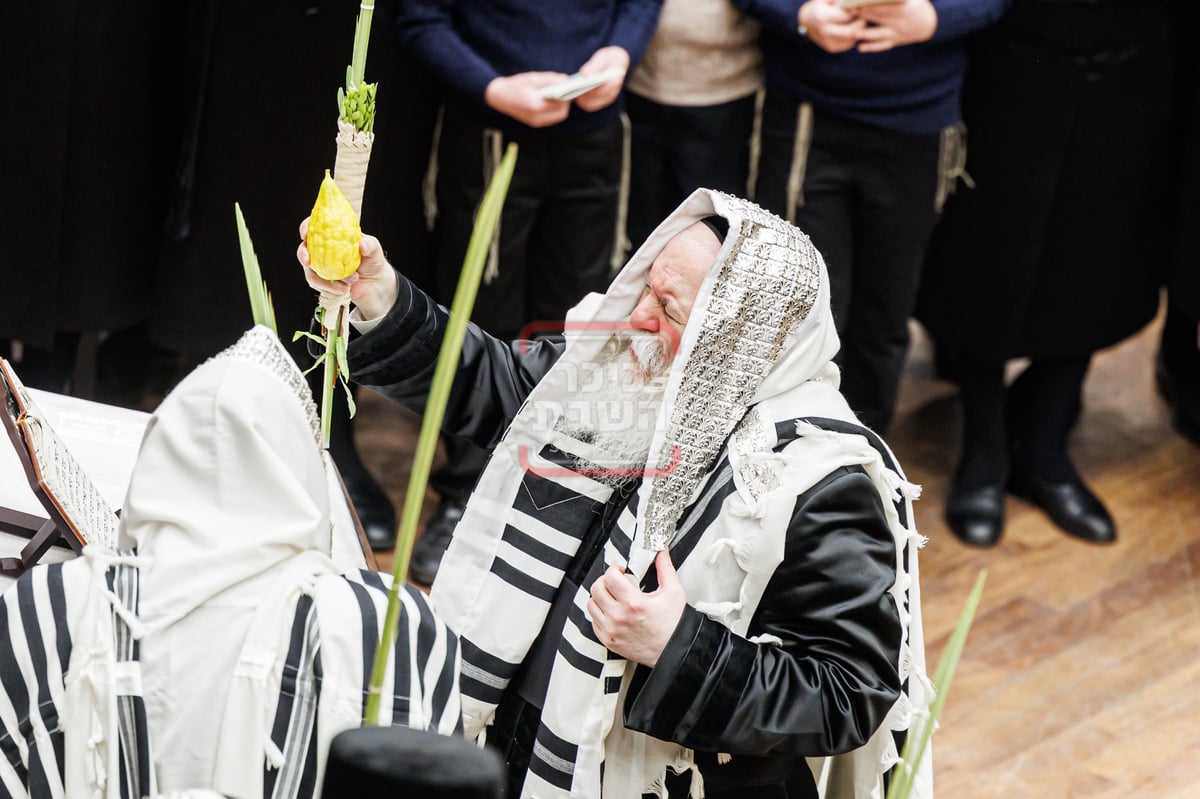 האדמו"ר מבאבוב בנענועים בחג הסוכות 