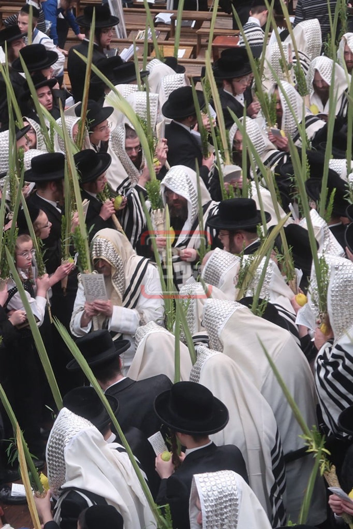 האדמו"ר מסאטמר בהושענא רבה 