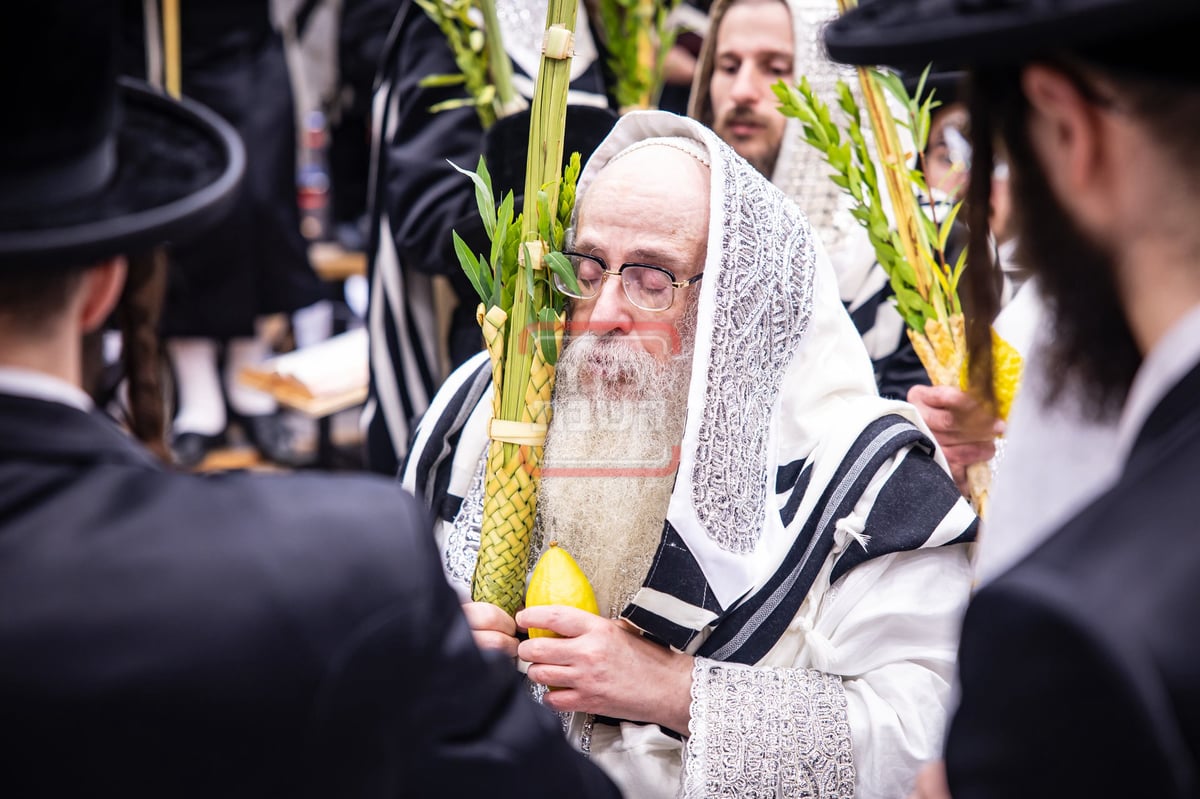 הושענא רבה בחצה"ק צאנז קלויזנבורג 