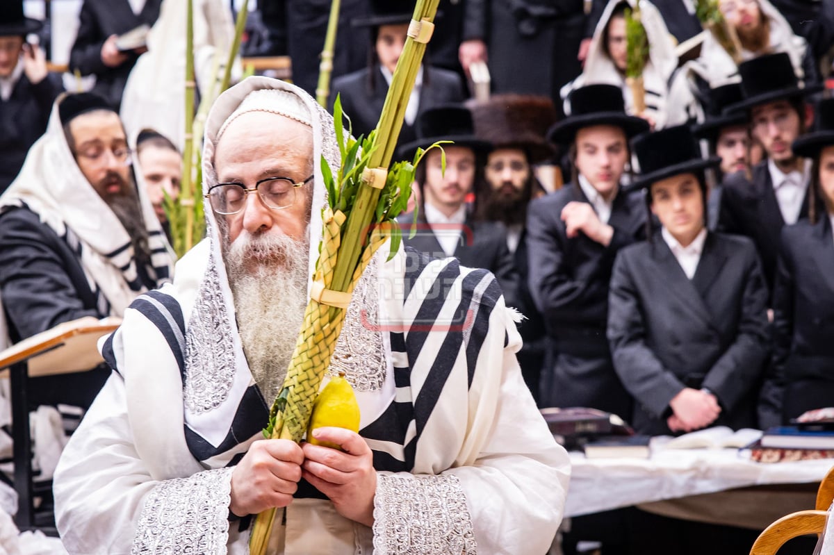 הושענא רבה בחצה"ק צאנז קלויזנבורג 