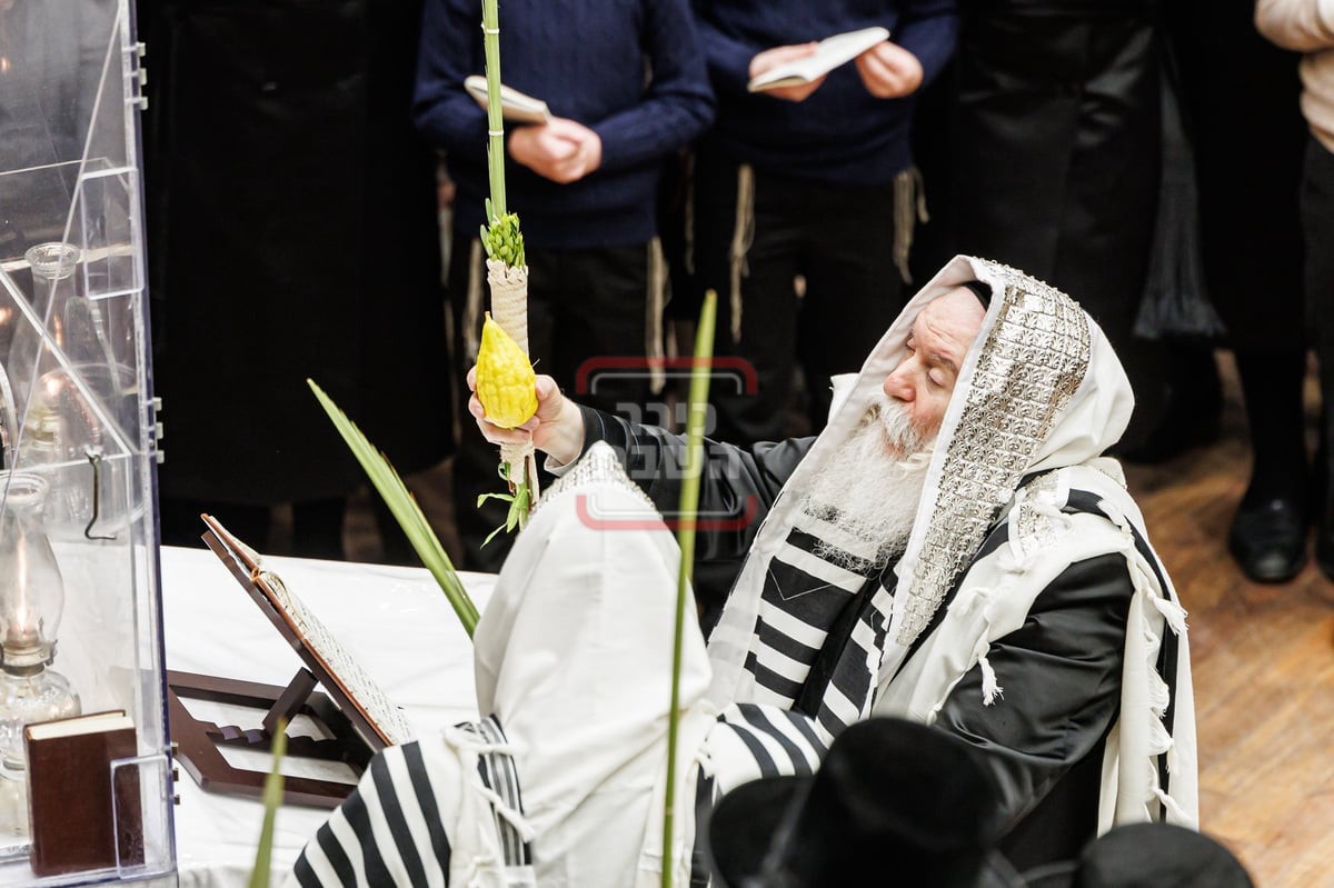 האדמו"ר מבאבוב בנענועים בחג הסוכות 