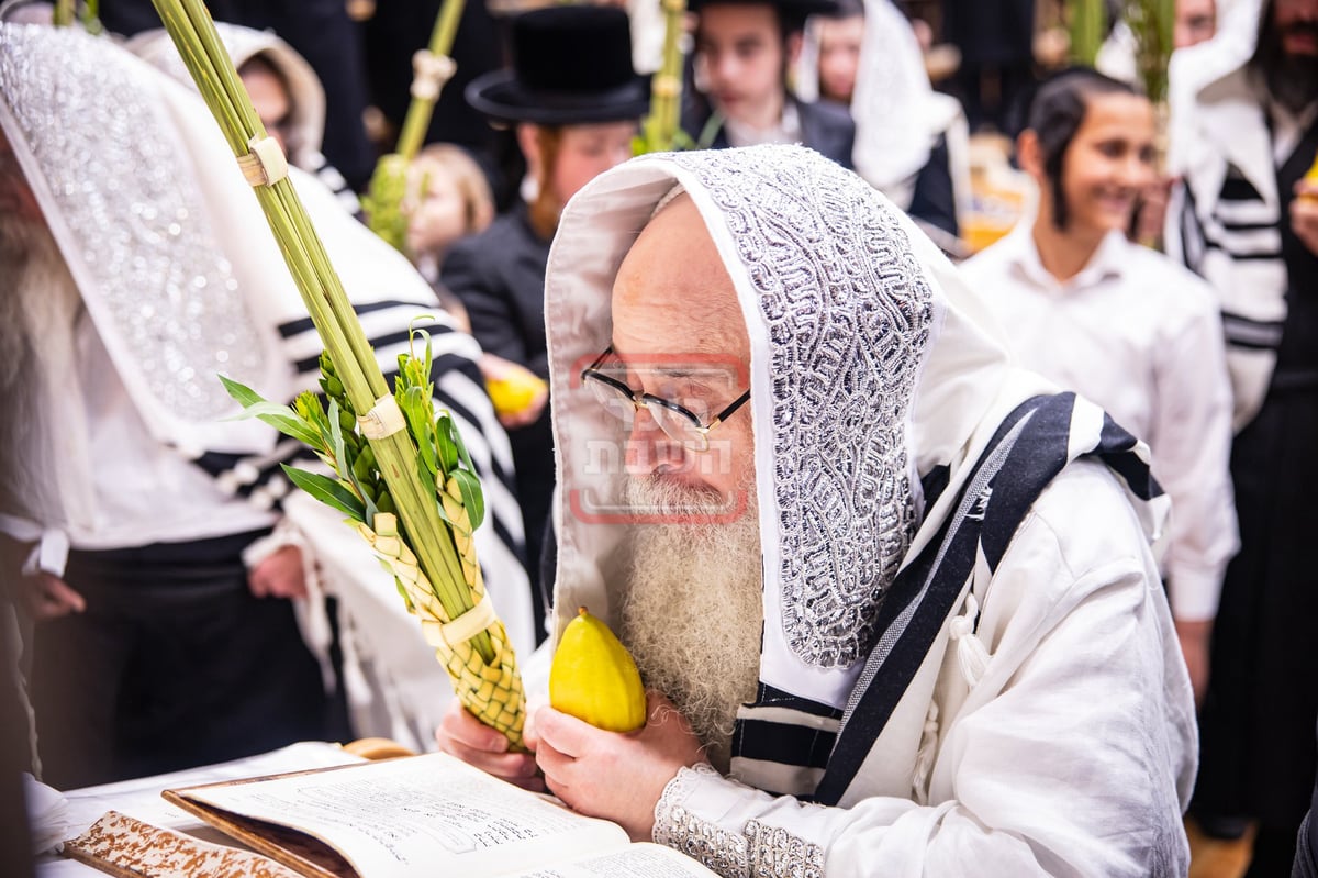 הושענא רבה בחצה"ק צאנז קלויזנבורג 