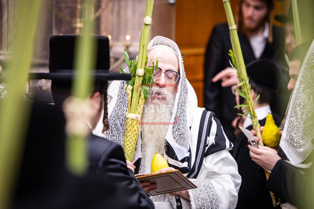 הושענא רבה בחצה"ק צאנז קלויזנבורג 