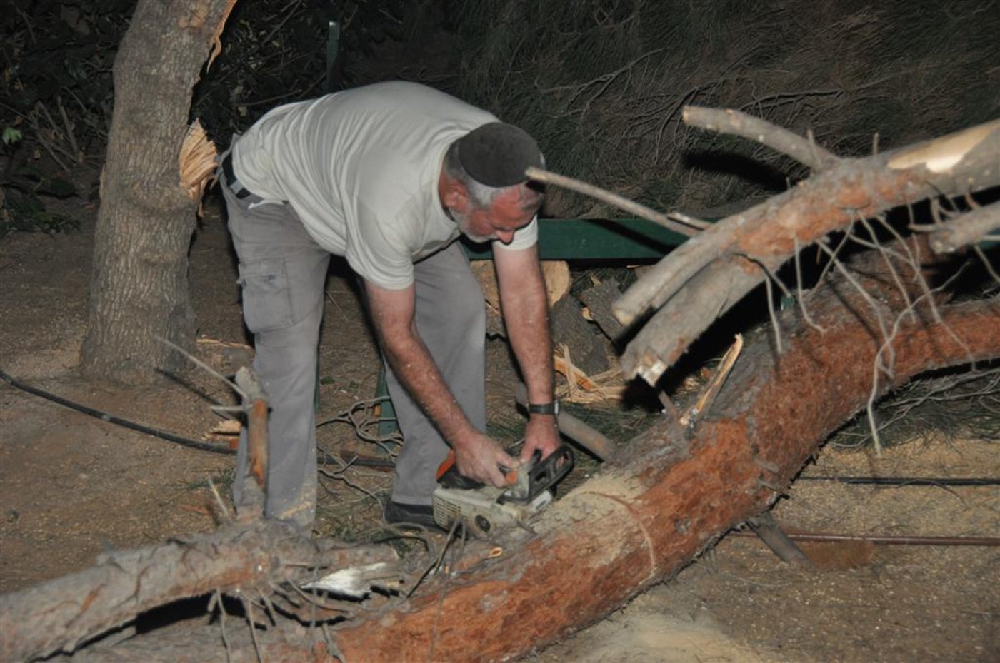 בני-ברק: עץ ענק ממדים קרס בתוך הגן; בנס לא היו נפגעים