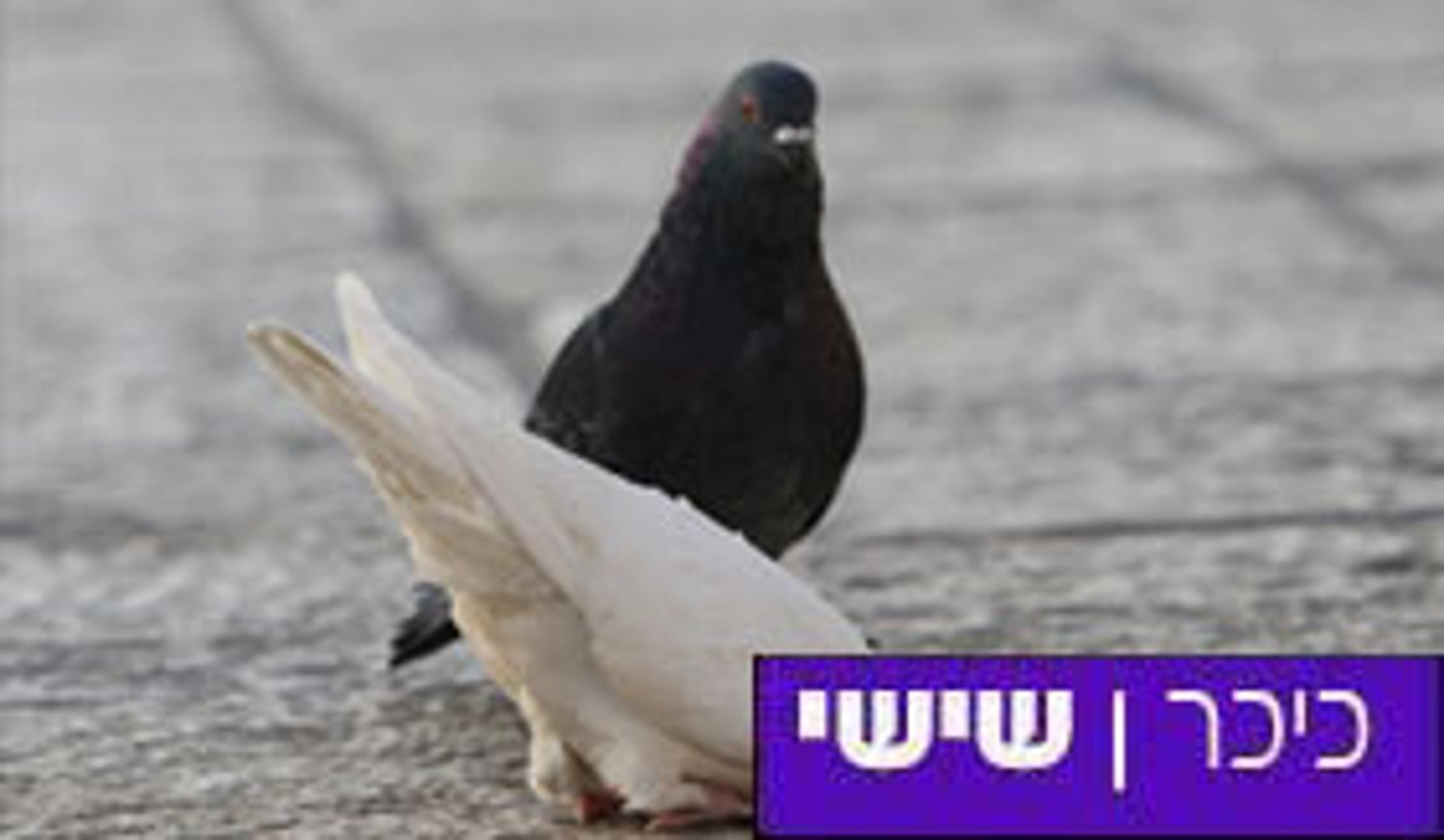 פרשת כי תשא: לכולם יש מה לתרום לעולם