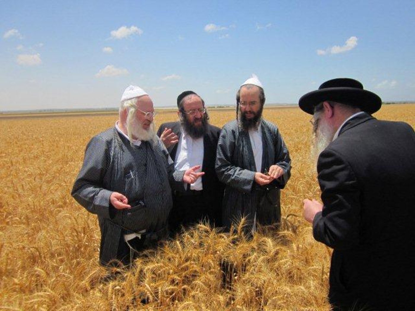 גלריה: קציר חיטים של הרב יעקב בלוי חבר "העדה החרדית"