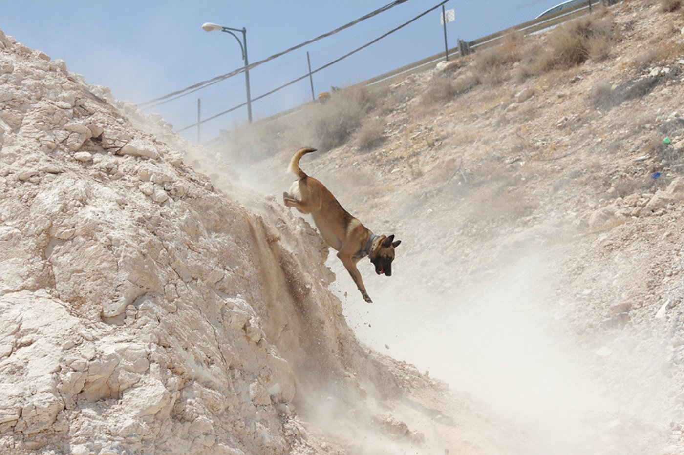 אימת המחבלים: מתנחל דתי שהקים יחידת כלבים מיוחדת