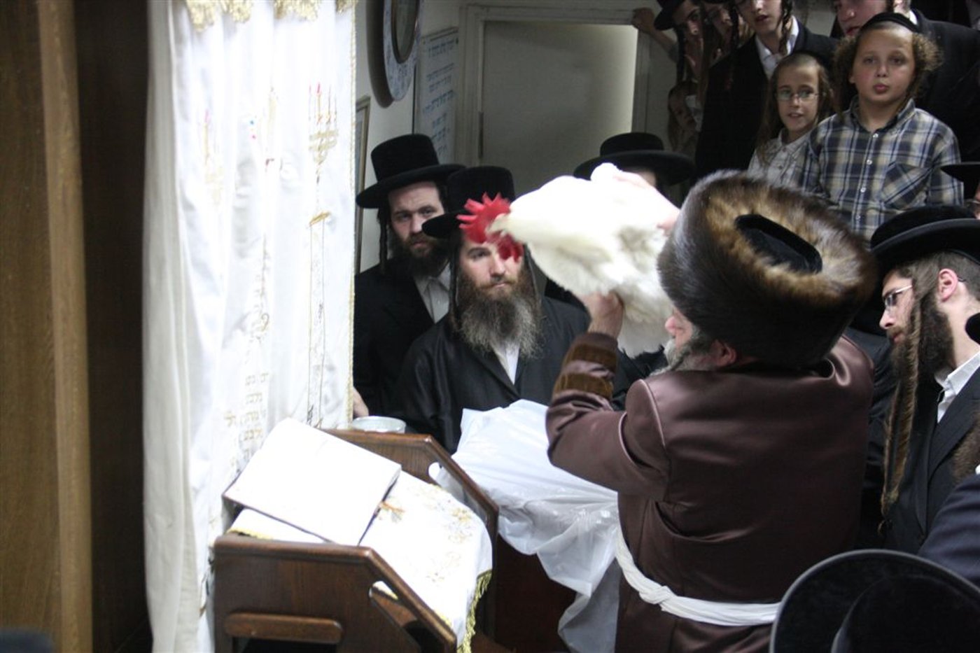 פרמישלאן: האדמו"ר כיפר על תרנגול ענק