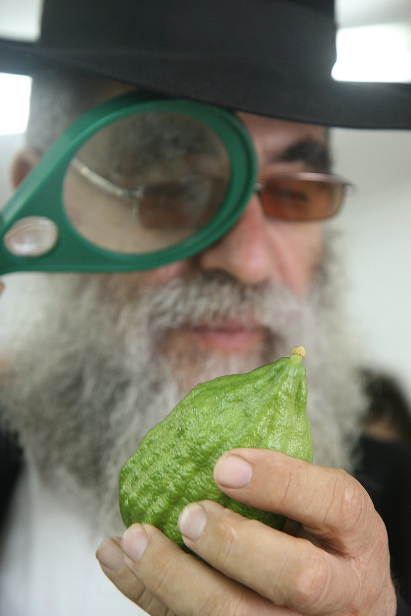 הסוד של 'אתרוגי ליובאוויטש' ●  גלריית ענק