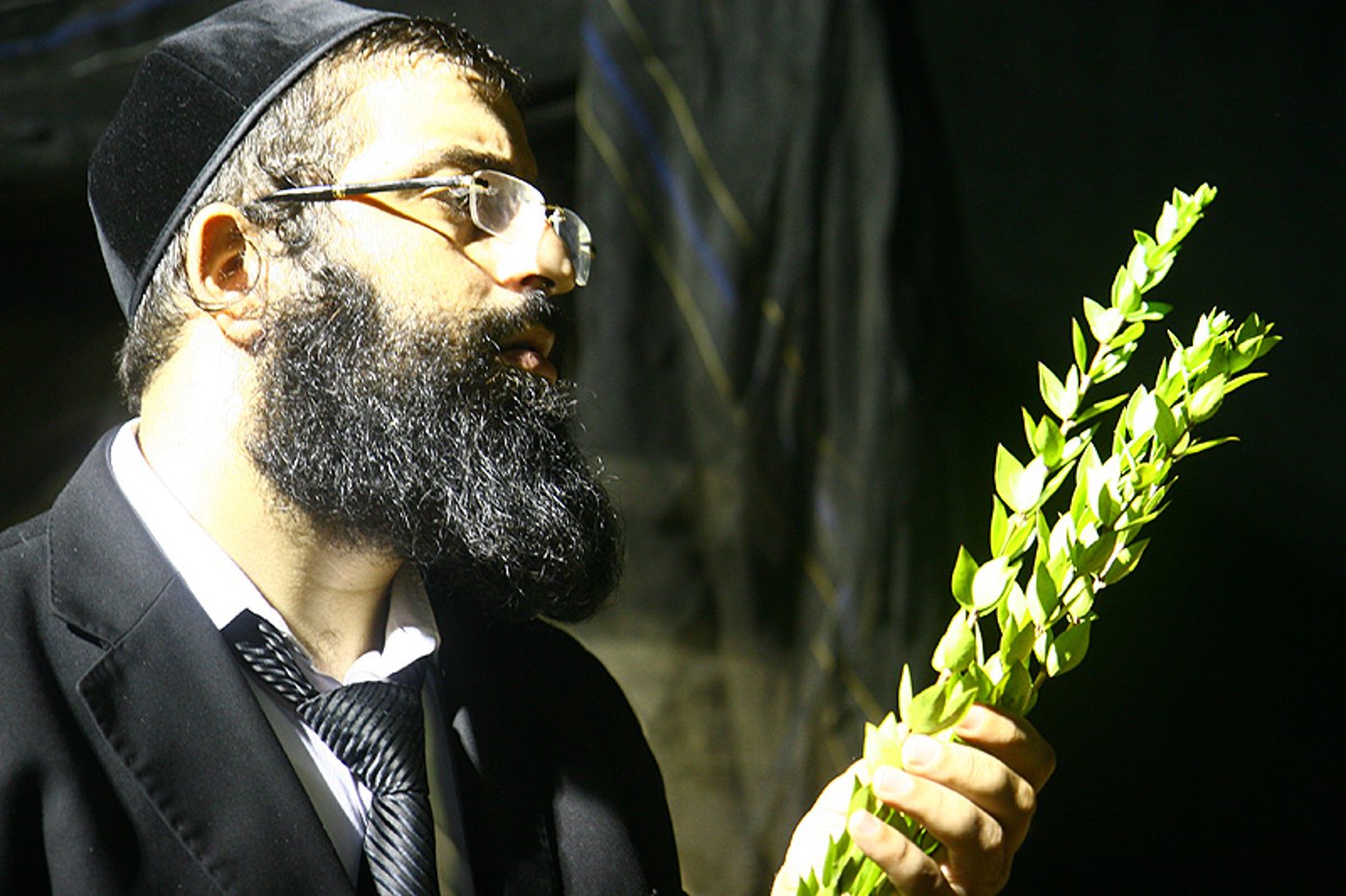 הסוד של 'אתרוגי ליובאוויטש' ●  גלריית ענק