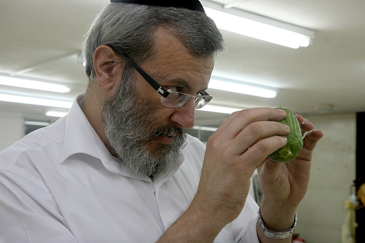 הסוד של 'אתרוגי ליובאוויטש' ●  גלריית ענק