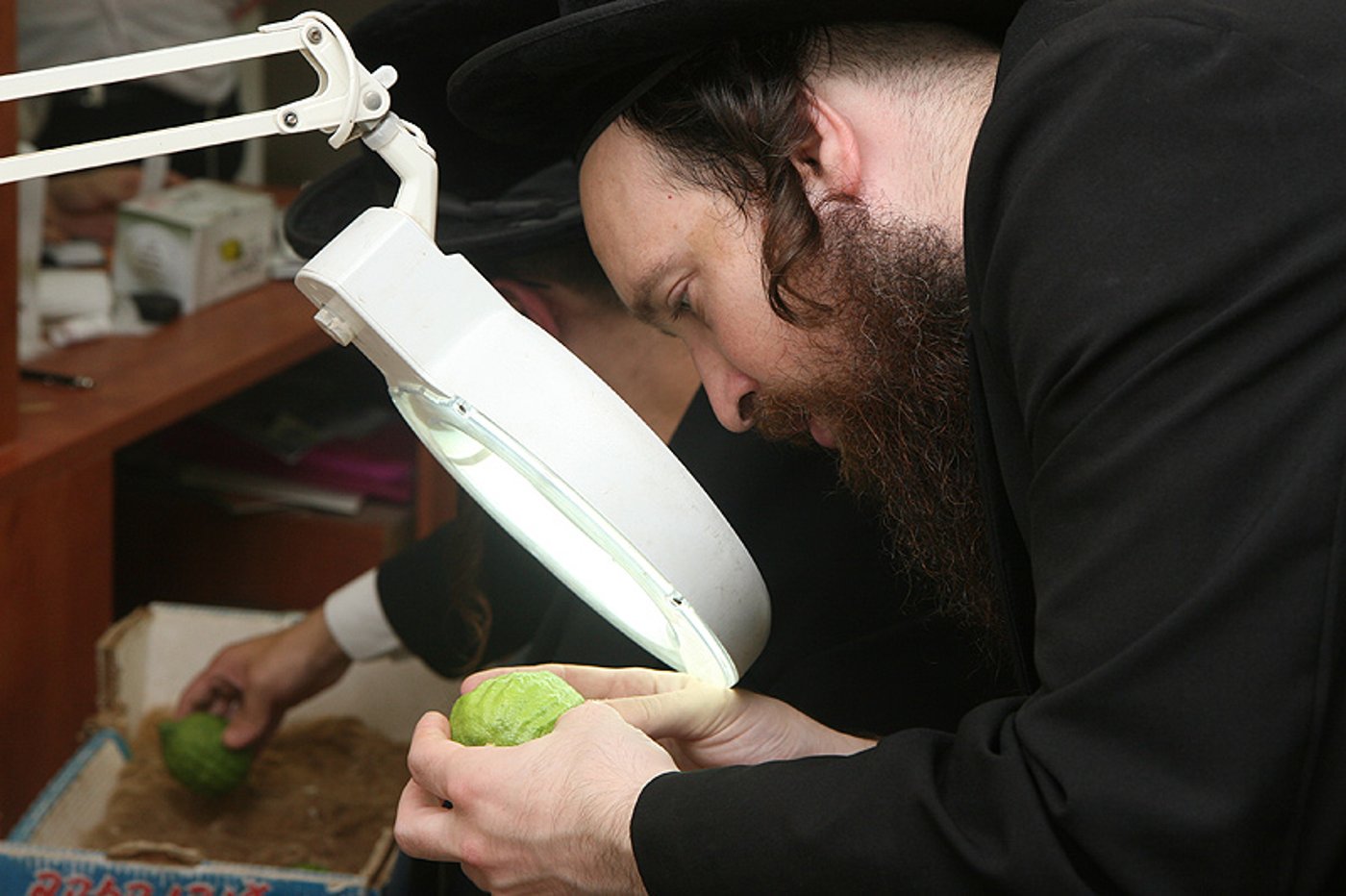 הסוד של 'אתרוגי ליובאוויטש' ●  גלריית ענק