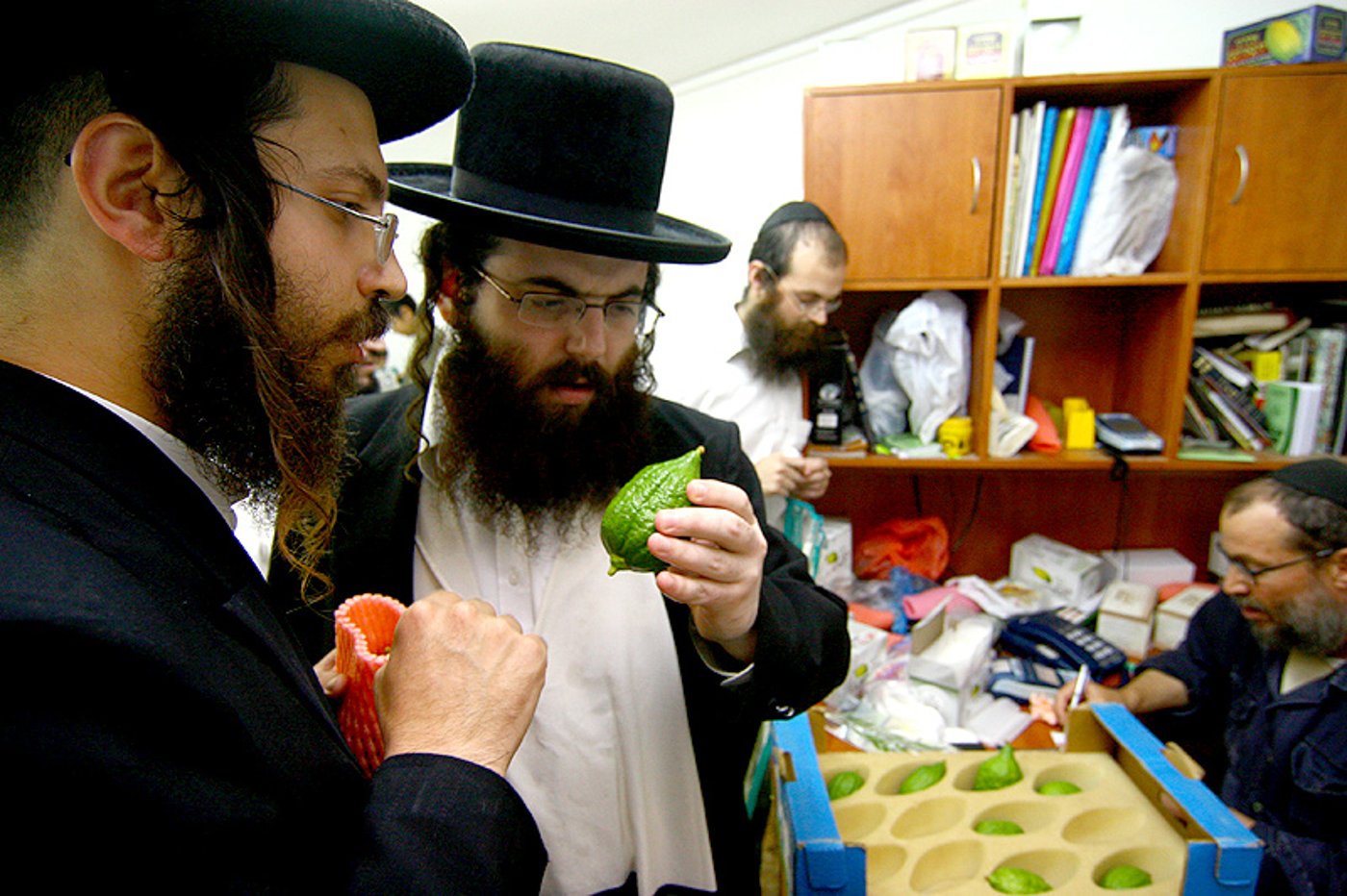 הסוד של 'אתרוגי ליובאוויטש' ●  גלריית ענק