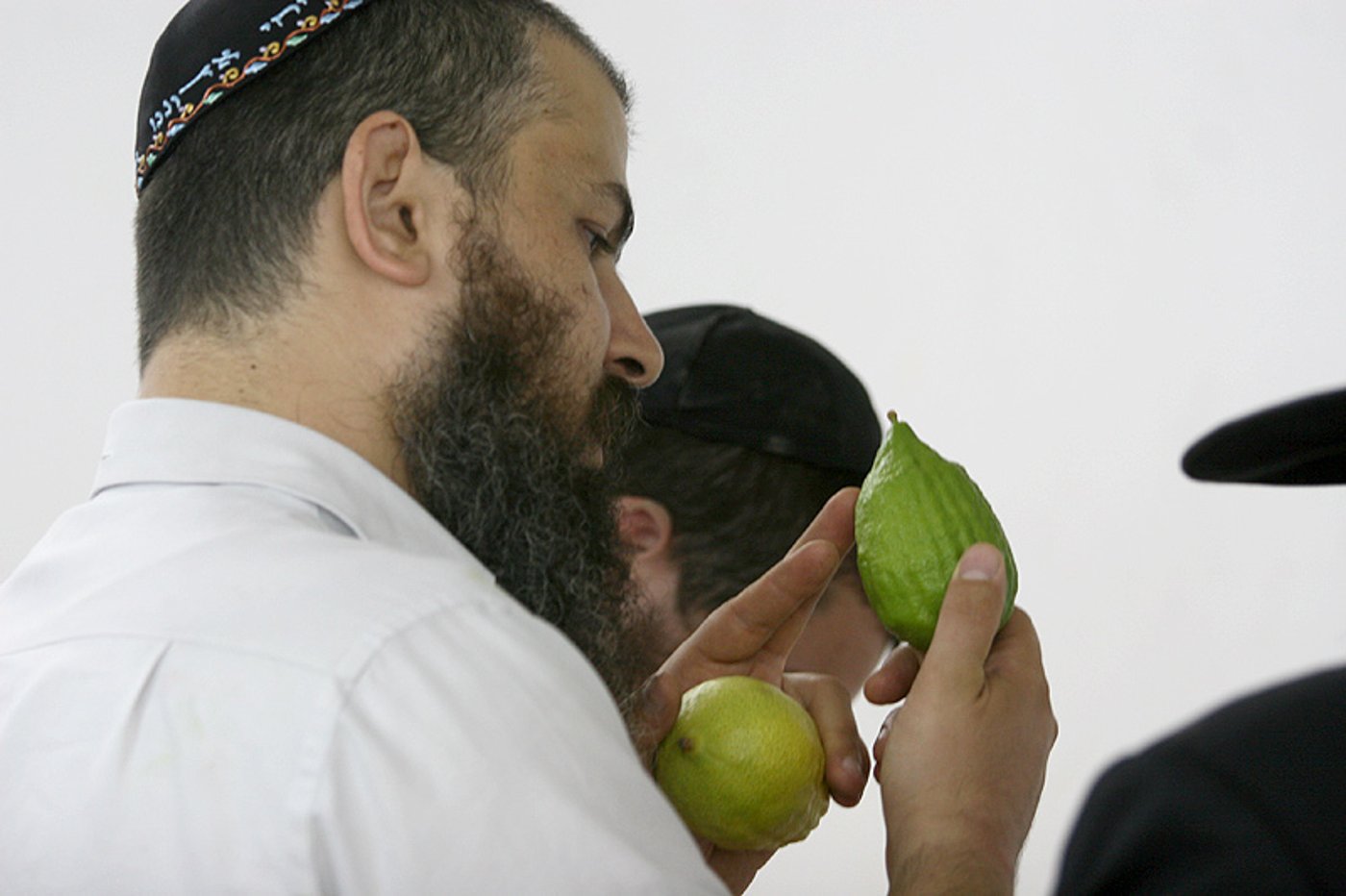 הסוד של 'אתרוגי ליובאוויטש' ●  גלריית ענק