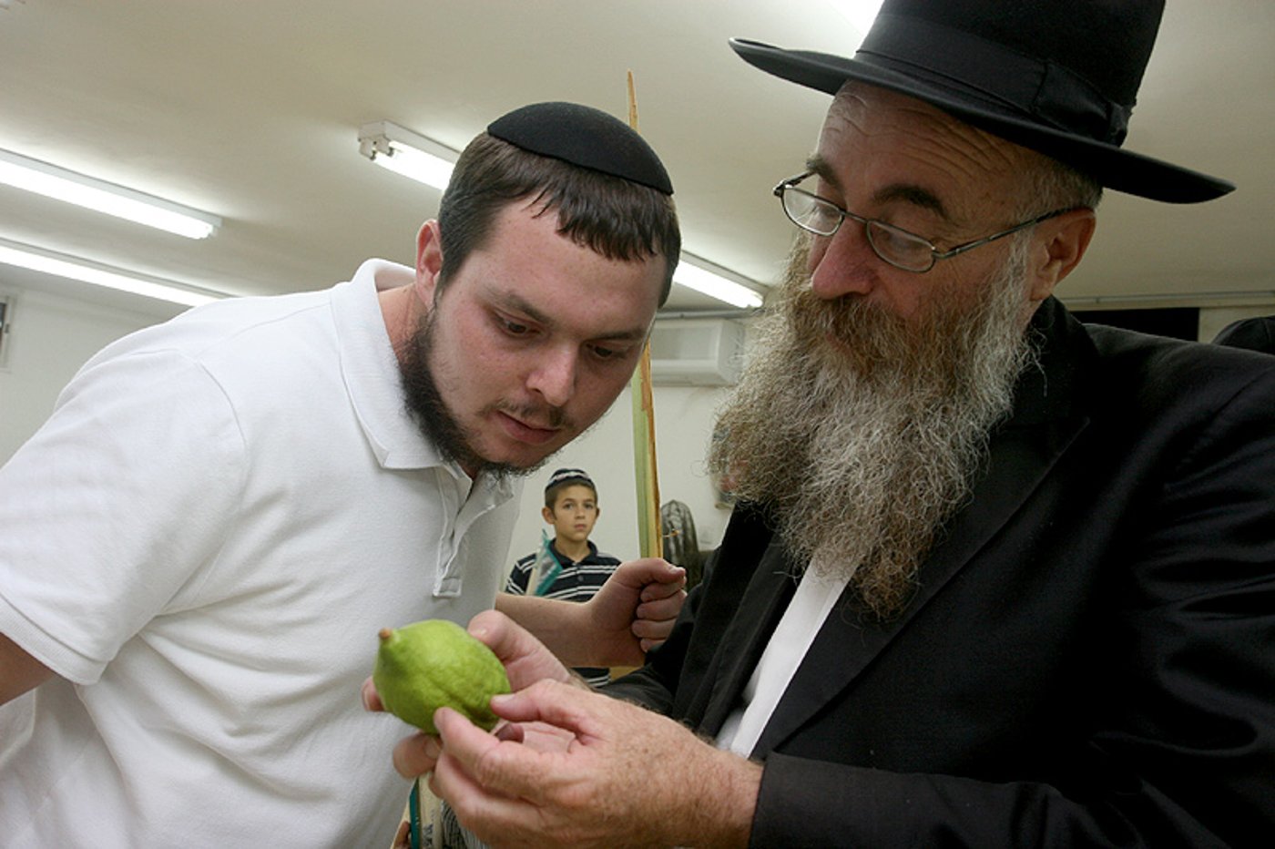 הסוד של 'אתרוגי ליובאוויטש' ●  גלריית ענק