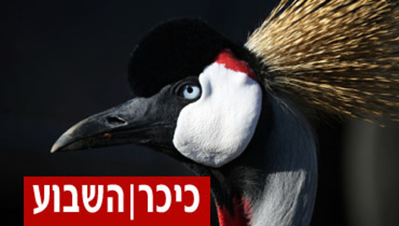 פרשת יתרו: ציפור השיר המופלאה ועצת הזהב
