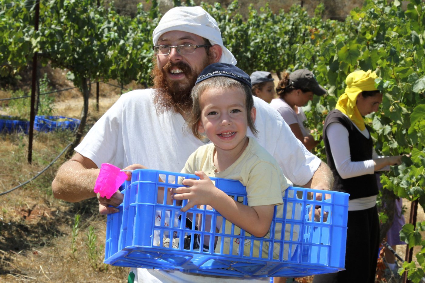 כיכר היום: בציר ענבים בישוב בת עין