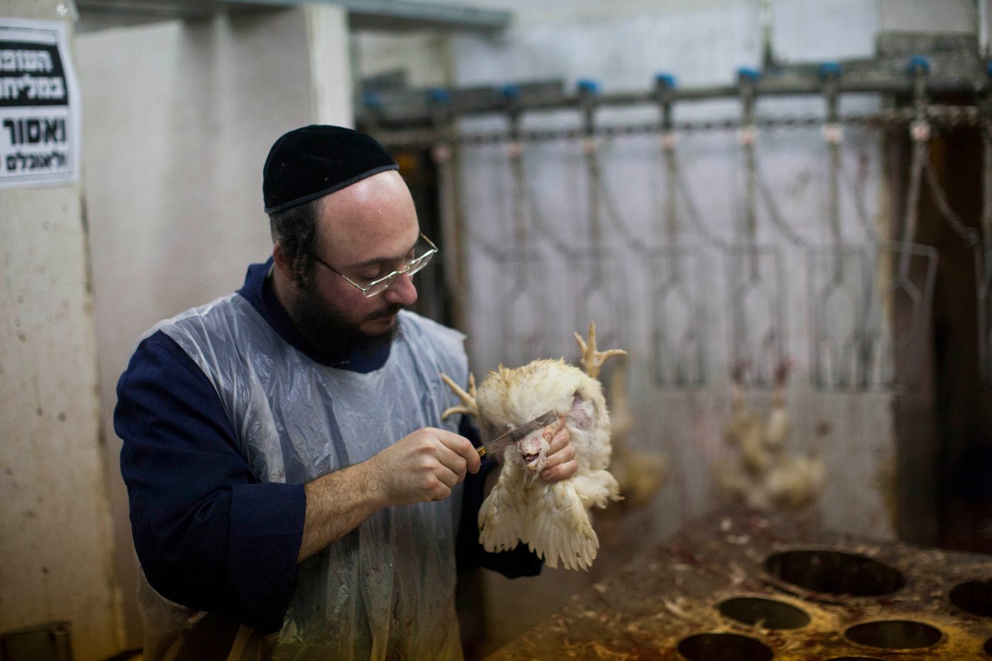 זֶה הַתַּרְנְגוֹל יֵלֵךְ לְמִיתָה: "כפרות" במאה שערים • גלריה