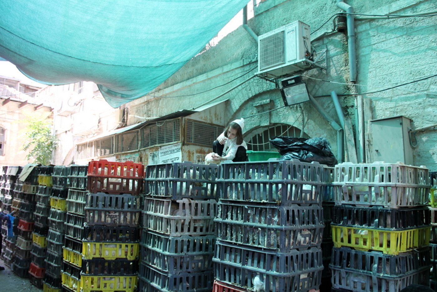 תיעוד ענק: מהכפרות עד השחיטה