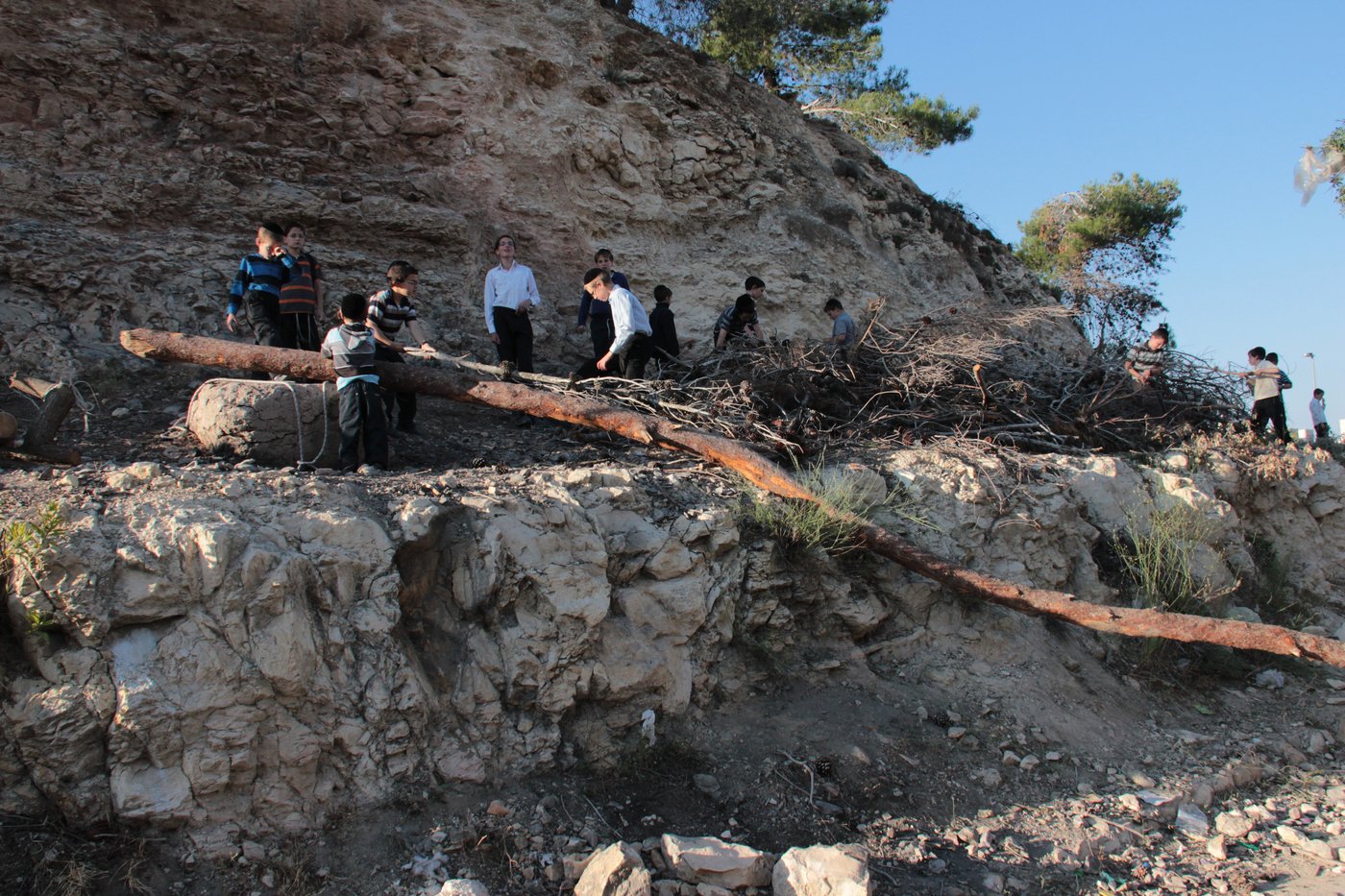 ילדי ירושלים אוספים עצים לל"ג בעומר; גלריה מיוחדת