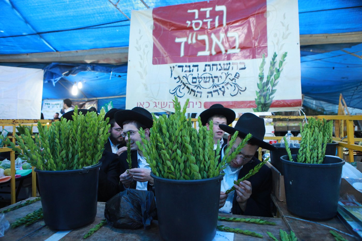 ולקחתם לכם • הירושלמים בחרו ארבעת המינים