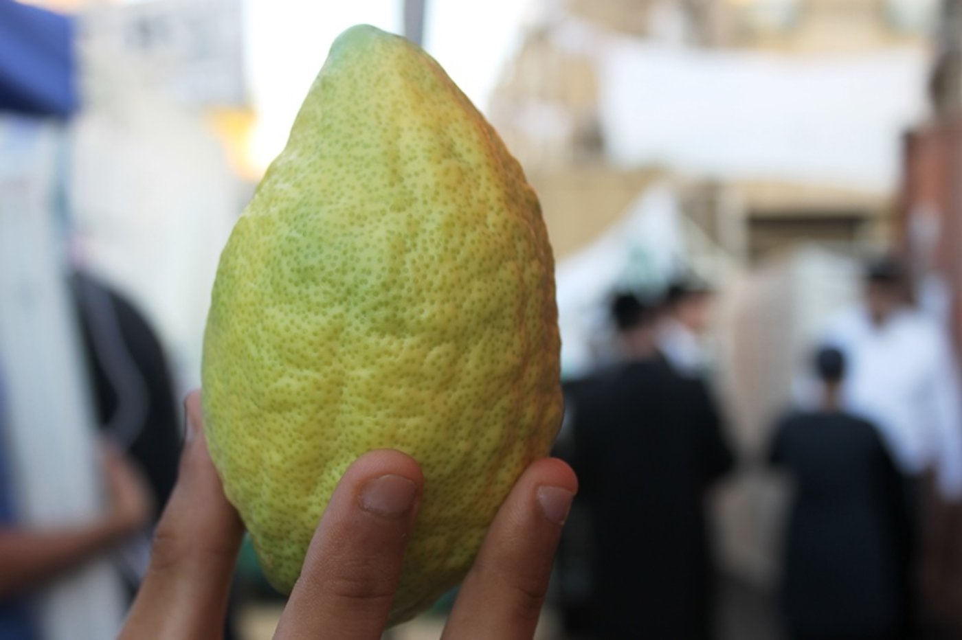 יש לבלוב? • תיעוד משוק ארבעת המינים בבני ברק