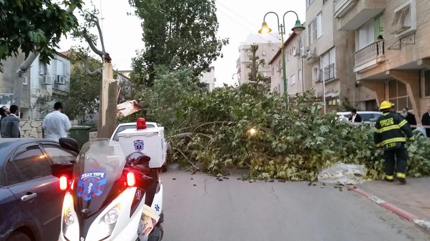 נס בבני ברק: עץ קרס על בת 7; נפצעה קל בלבד